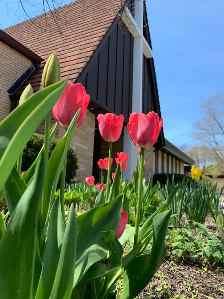 church tulips